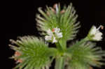 Canadian blacksnakeroot